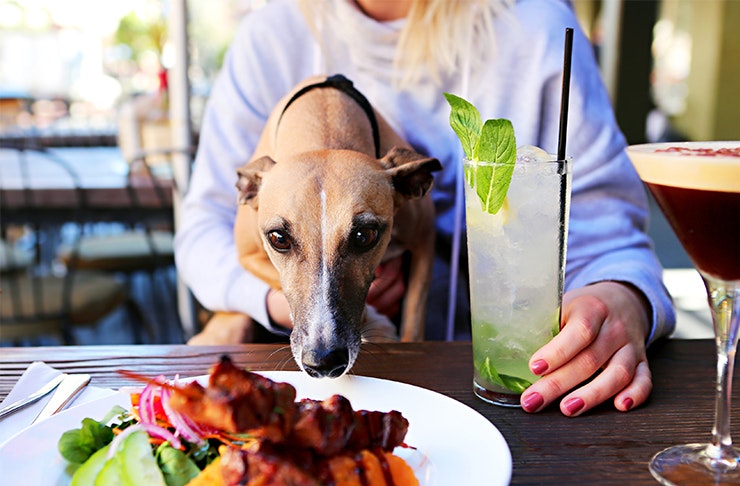 Dog Friendly Bars Perth